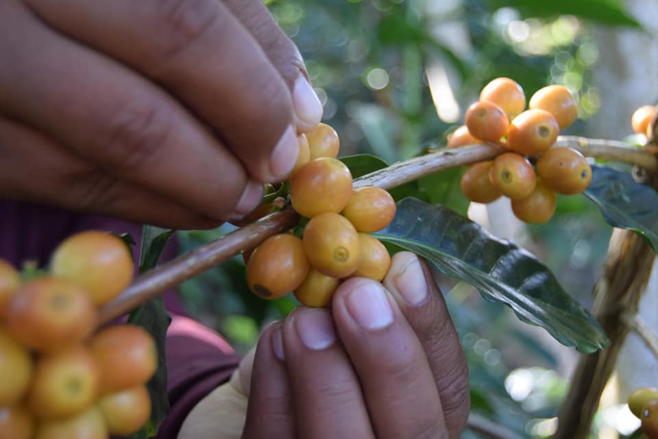 El café mexicano de especialidad