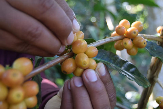 El café mexicano de especialidad